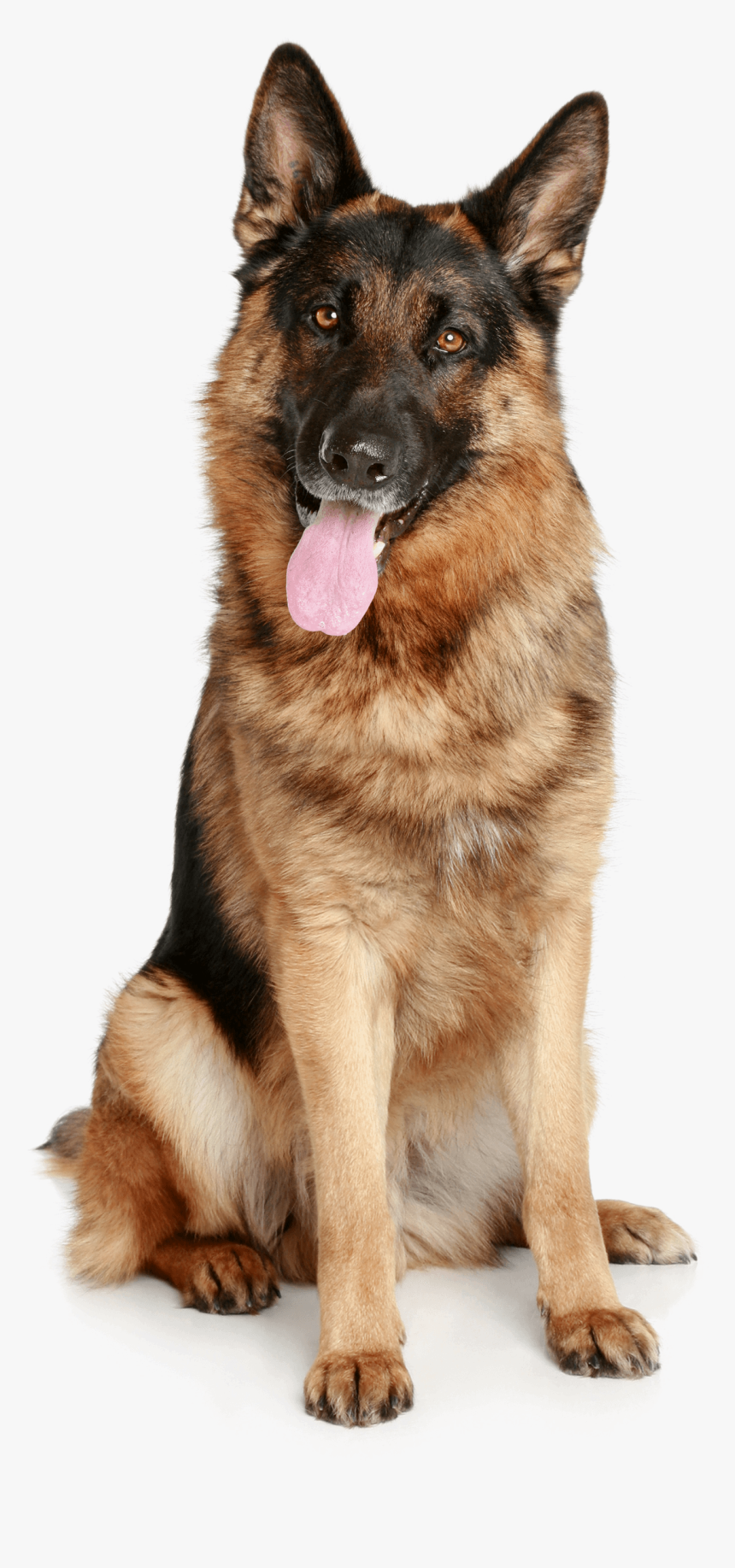 83 Dog Png Image, Transparent Png