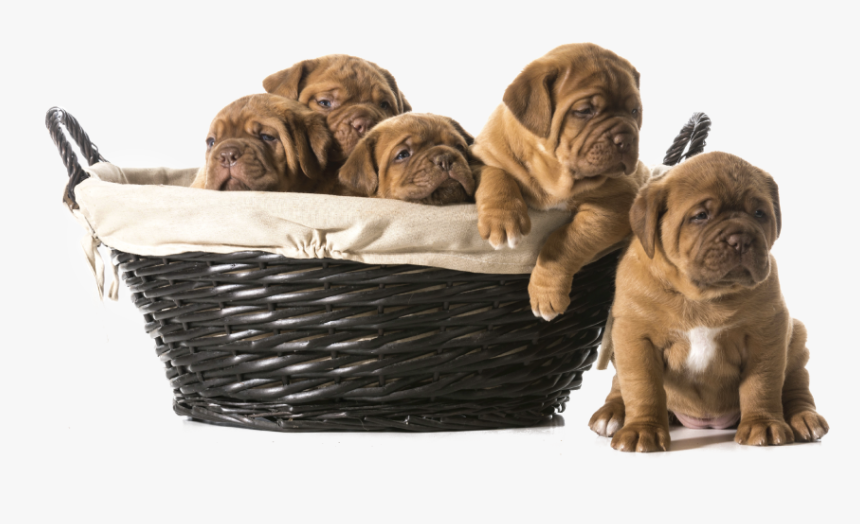 Transparent Sad Puppy Png - Need More Space Remax, Png Download