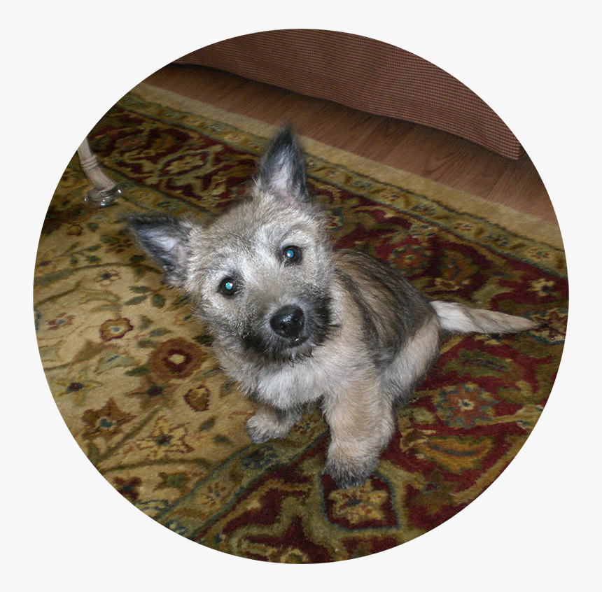 Dog , Png Download - Australian Terrier, Transparent Png