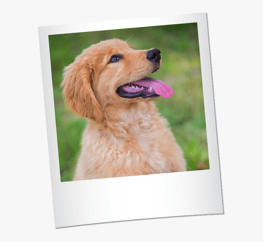 Transparent Golden Retriever Puppy Png - Golden Retriever, Png Download