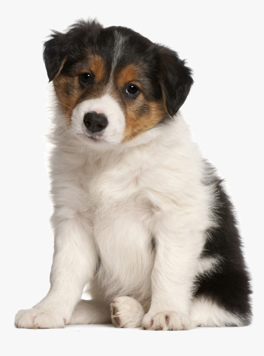 Sad Puppy Png - Big Will My Puppy Get, Transparent Png