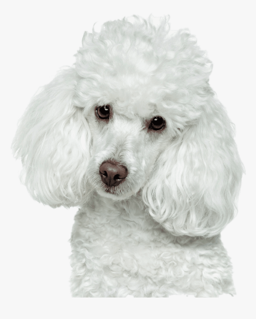 Golden Retriever Puppy Png - Poodle Png, Transparent Png