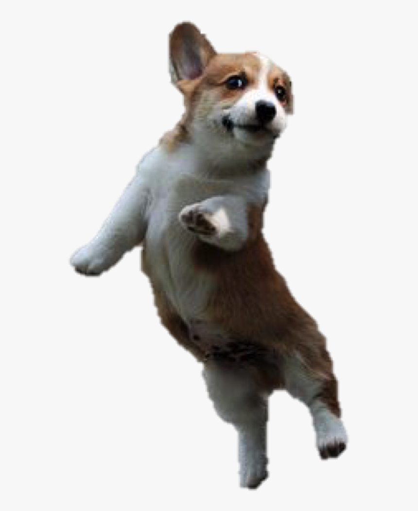 Jumping Dog Png - Release The Kraken Dog, Transparent Png