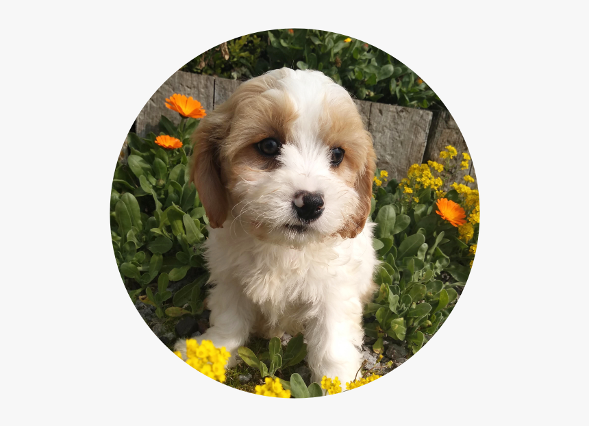 The Cavachon Is A Cross Breed Of The Cavalier King - Shih-poo, HD Png Download
