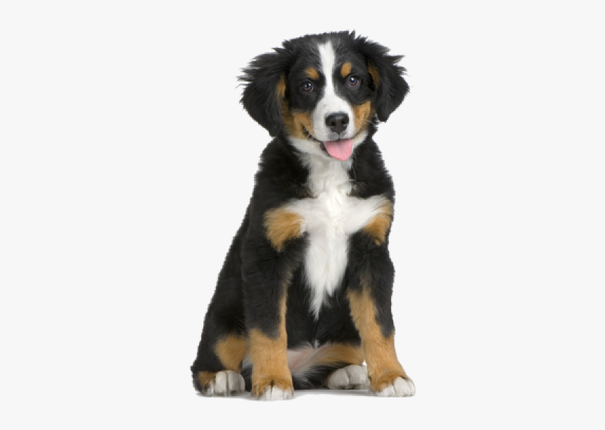 Puppy Png For Web - Dogs Without A Background, Transparent Png