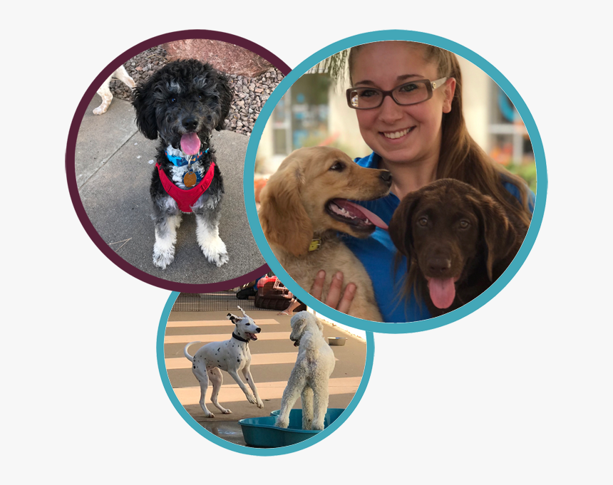 Dog Catches Something, HD Png Download