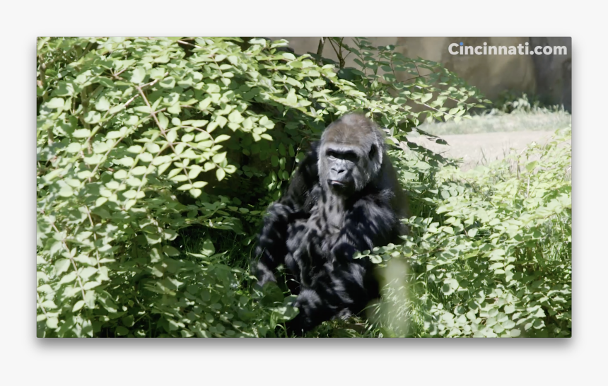 Western Lowland Gorilla, HD Png Download