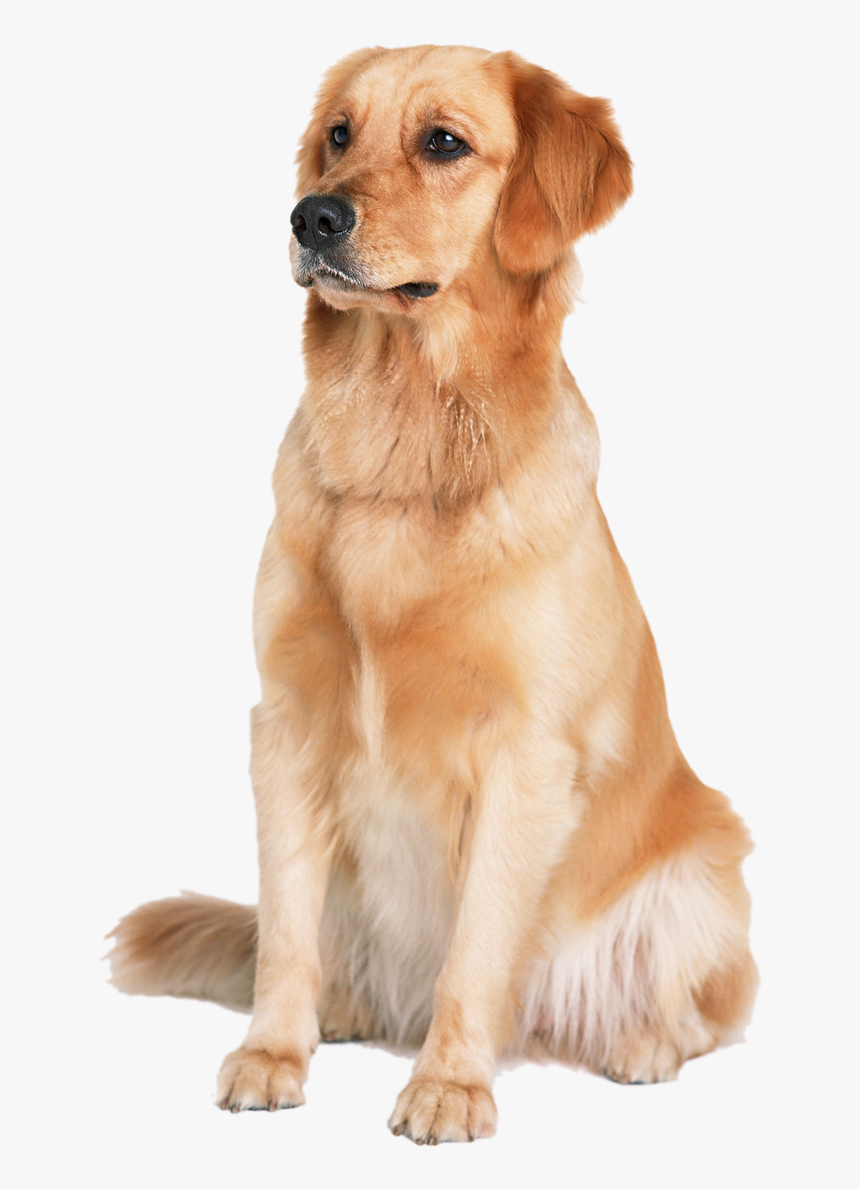 Dog Golden Png, Transparent Png
