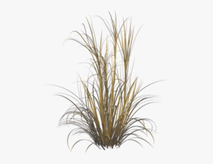 Grasses Png, Transparent Png