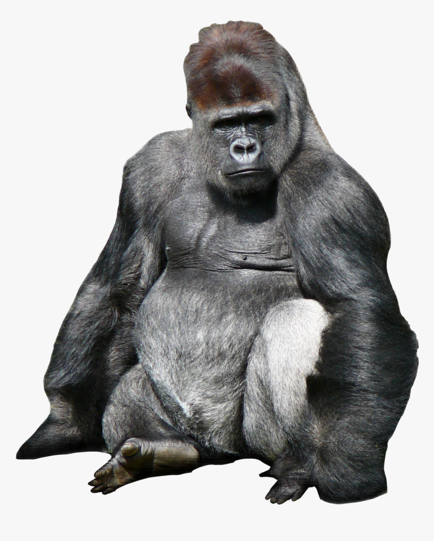 Transparent King Kong Png Kingkon Monkey, Png Download , Transparent