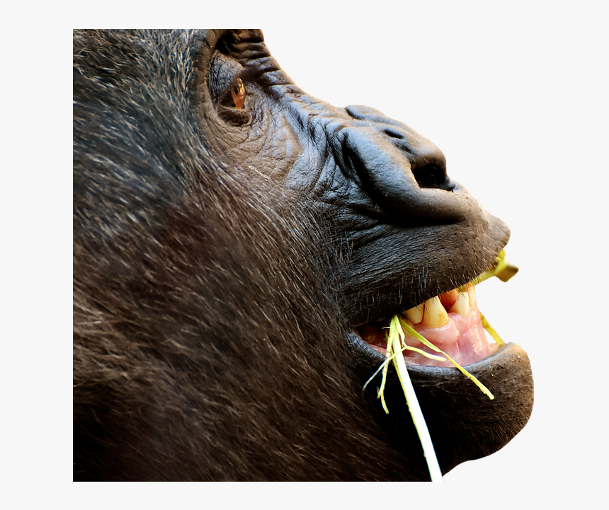 Gorilla, Monkey, Funny, Animal, Zoo, Furry, Omnivore - Gorilla, HD Png Download