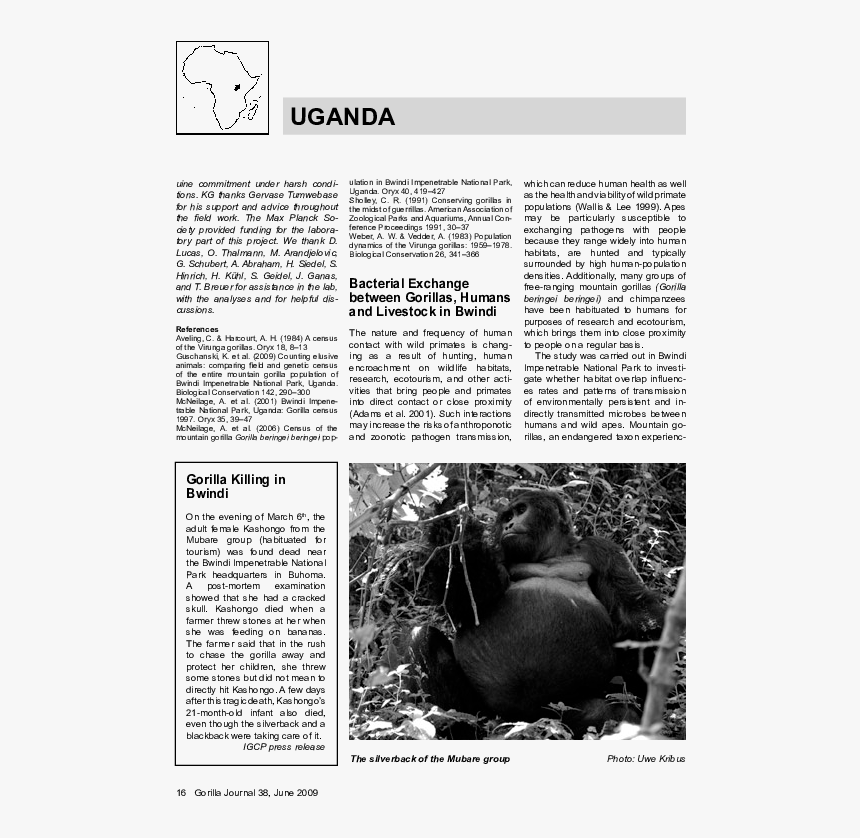 Mountain Gorilla - Paper, HD Png Download