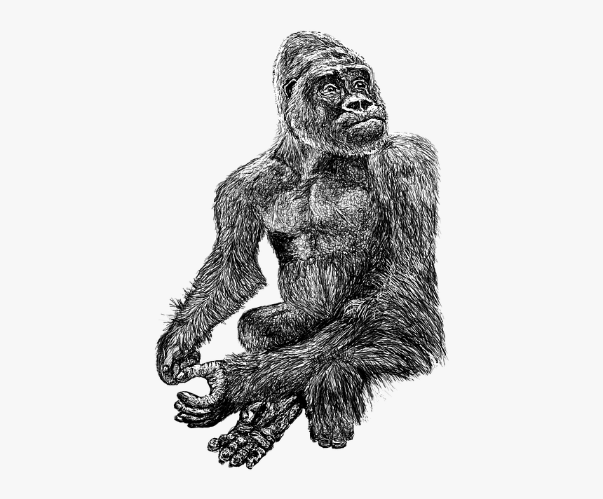 Gorilla, Black, Zoo, White, Hairy, Line, Art, Drawing - Common Chimpanzee, HD Png Download