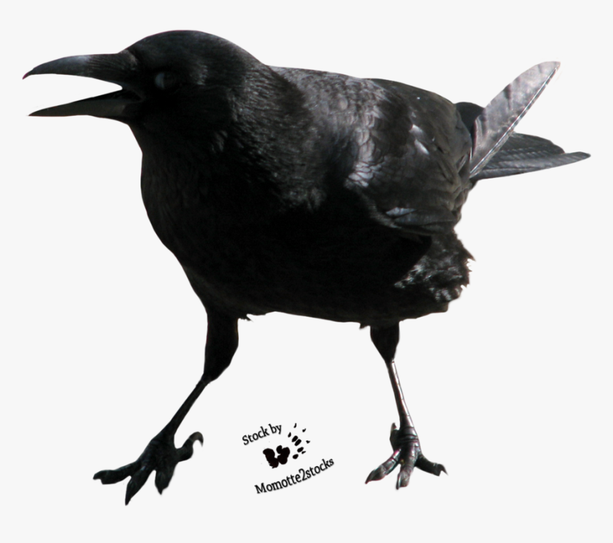 Crow Free Png Image - Crow Face Transparent, Png Download