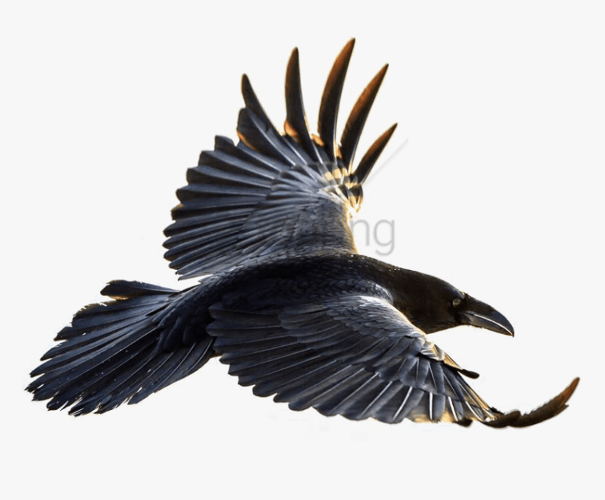 Free Png Download Crow Flying Png Images Background - Flying Crow Png, Transparent Png