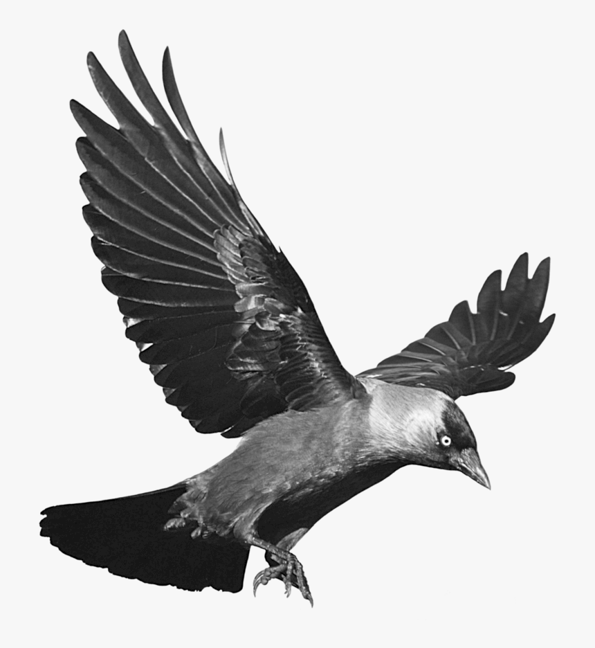 Crow Png Free Download - Crow Png, Transparent Png