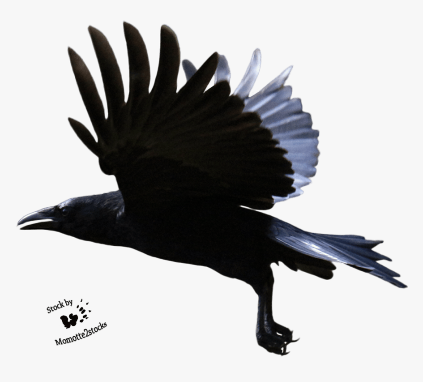 Flying Crow Transparent Background , Png Download - Crow Flying Transparent Background, Png Download