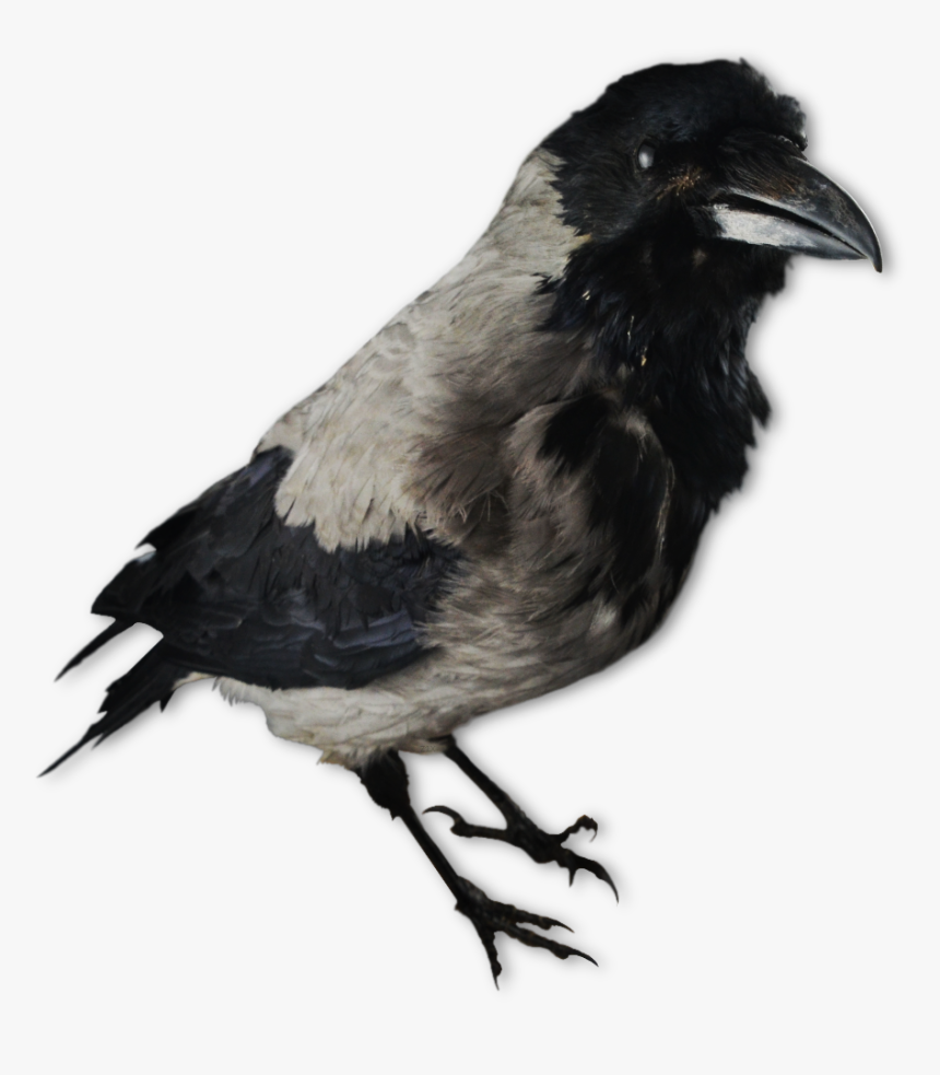 Image Of A Crow Decoy - Lokkekrager, HD Png Download