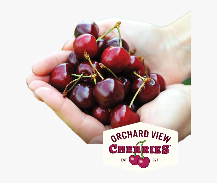 Fresh Sweet Cherries From Orchard View - Cherry, HD Png Download