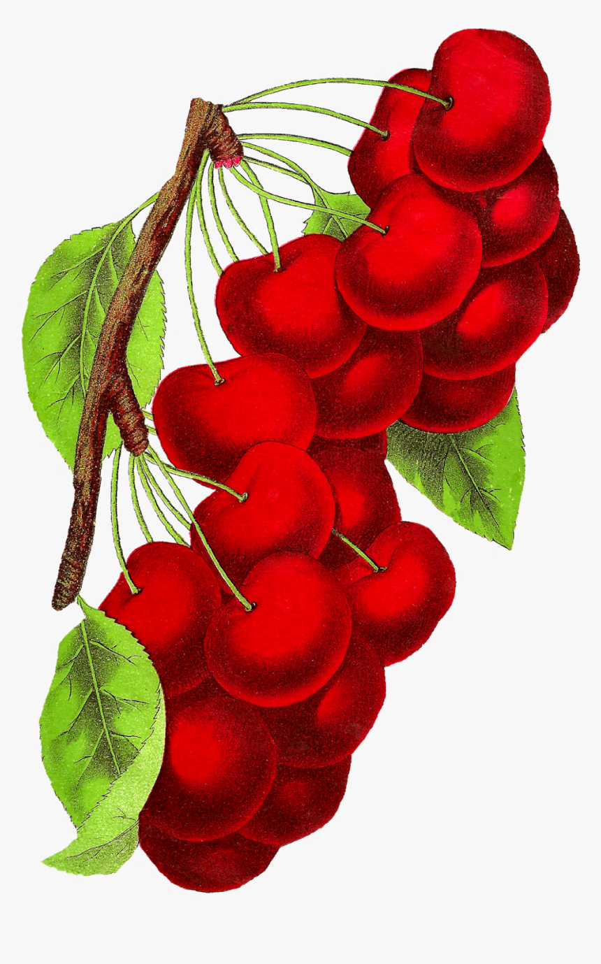 Transparent Cherry Clipart - Vintage Cherry Png, Png Download