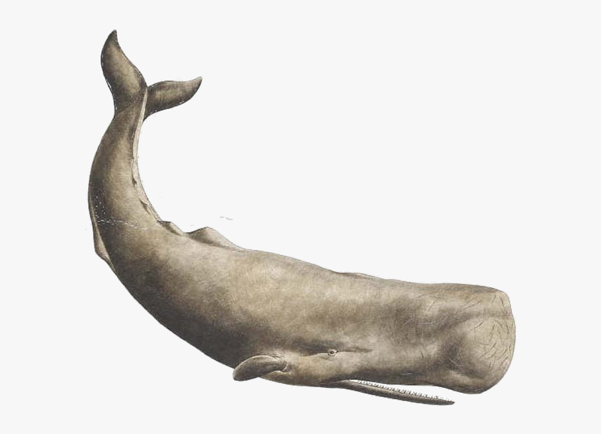 Whale Png - Sperm Whale Tattoo, Transparent Png