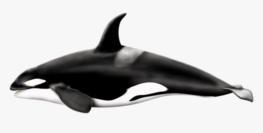 Download Killer Whale Png Pic - Killer Whale Transparent Background, Png Download