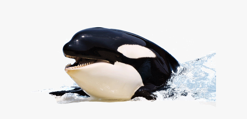 Orca Killer Whale Png, Transparent Png