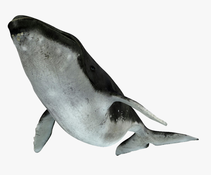 Whale Png Image Download - Humpback Whale White Background, Transparent Png