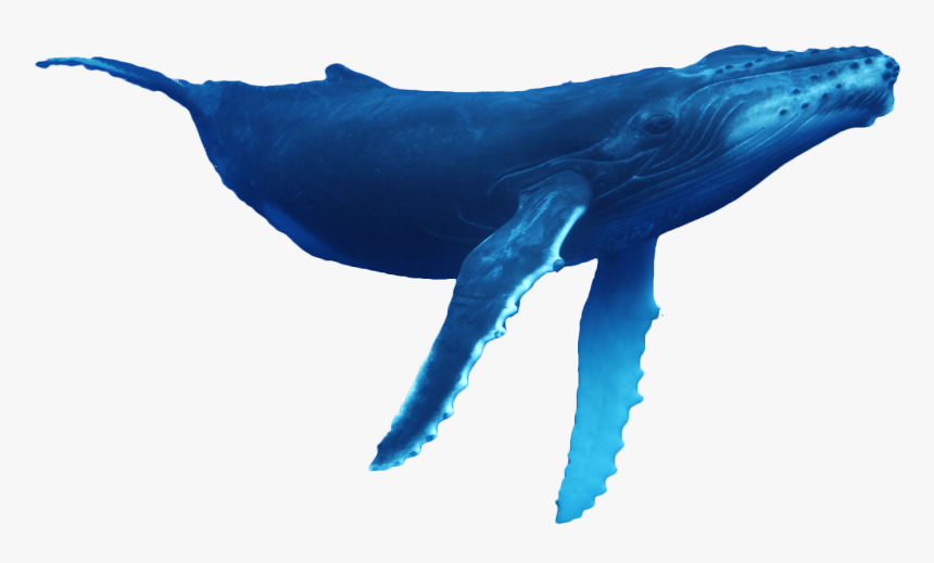Humpback-whale - Whale Png, Transparent Png