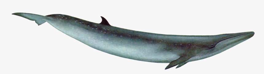 Whale Png - Blue Whale With Transparent Background, Png Download