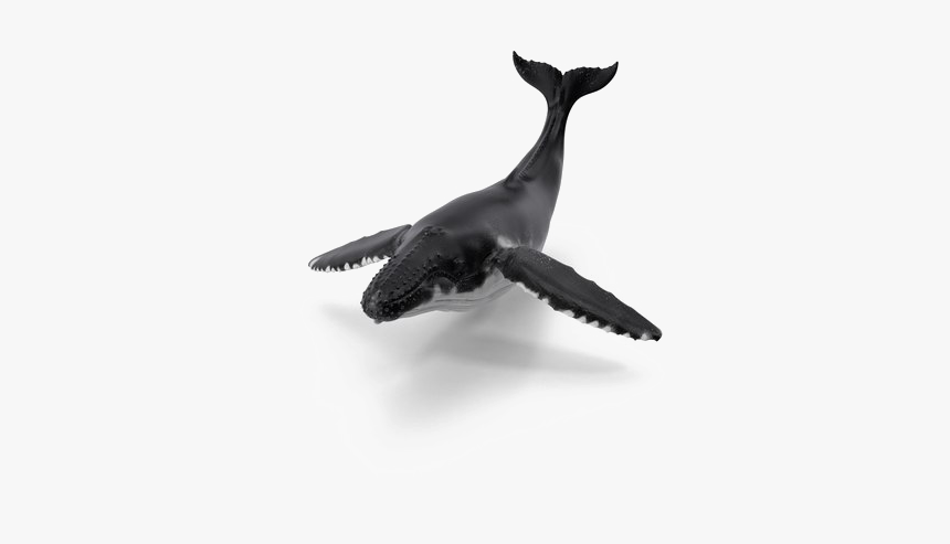 Whale Png Image With Transparent Background - Real Transparent Background Whale Png, Png Download