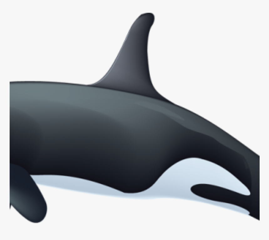 Orca Whale Clipart Killer Whale Clipart Rianfil Music - Wholphin, HD Png Download
