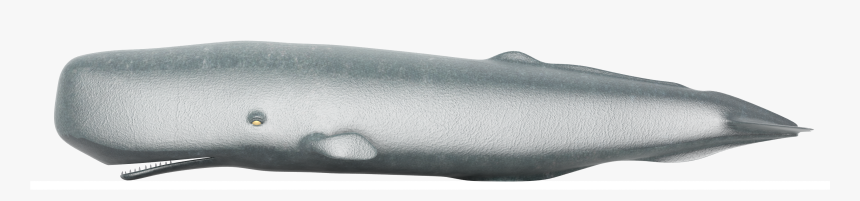Sperm Whale Png, Transparent Png