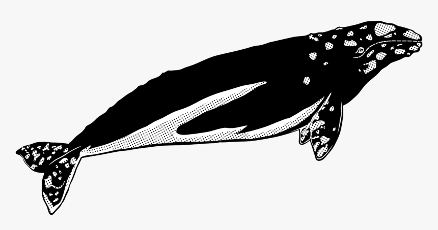 Transparent Whales Png - Whale, Png Download