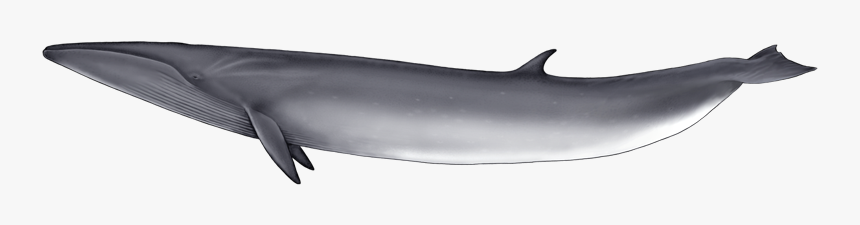 Whale Png - Common Bottlenose Dolphin, Transparent Png