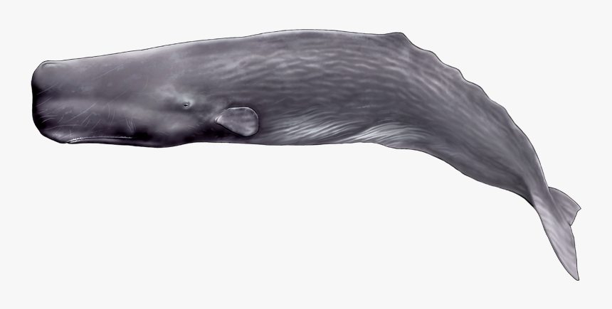 Sperm Whale Transparent, HD Png Download