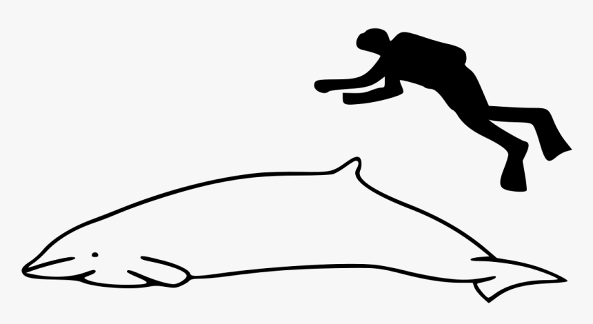 Pilot Whale Size Comparison, HD Png Download