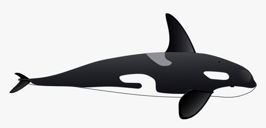 Family Clipart Whale - Killer Whale Clipart Transparent, HD Png Download
