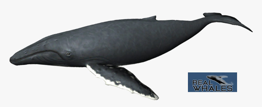 Humpback Whale Png - Grey Whale, Transparent Png