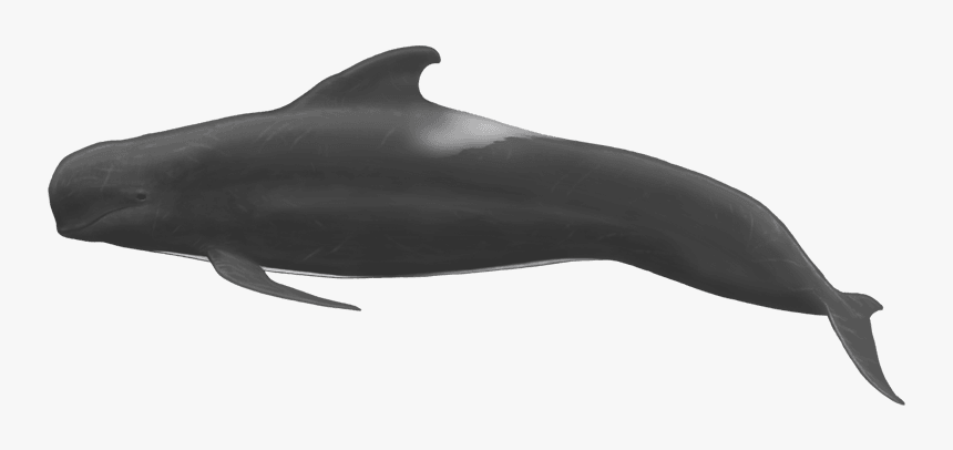 Pilot Whale Full Body, HD Png Download