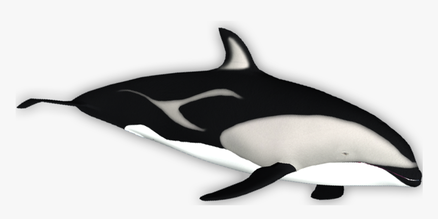 Killer Whale , Png Download - Killer Whale, Transparent Png