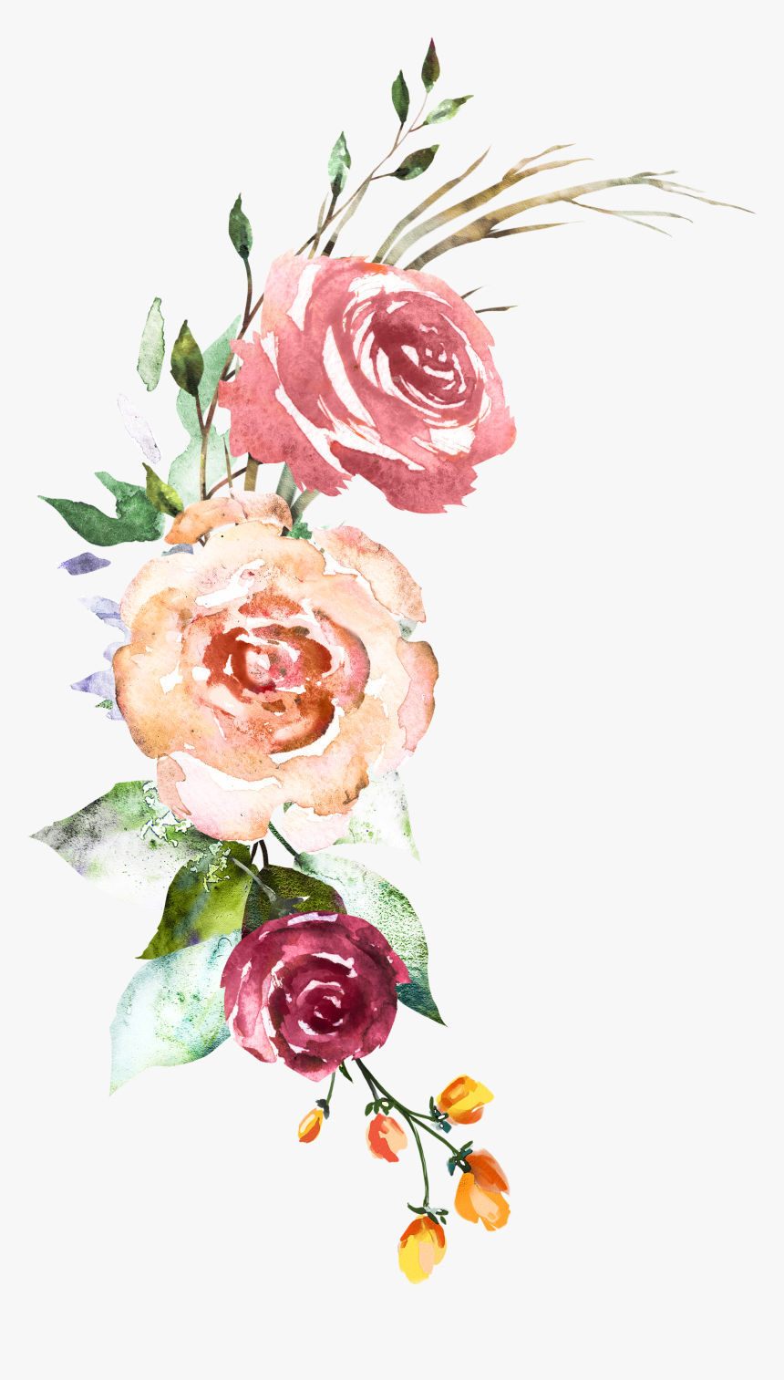 Garden Roses, Hd Png Download - Watercolor Painting, Transparent Png