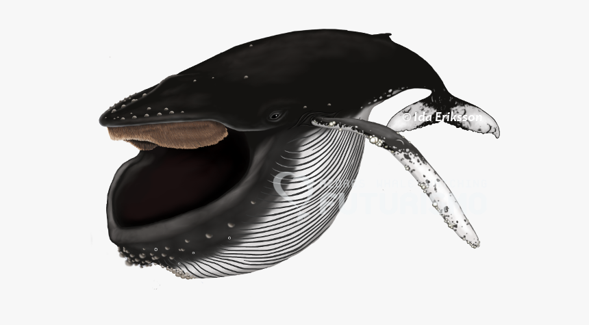 Baleen Whales Png, Transparent Png