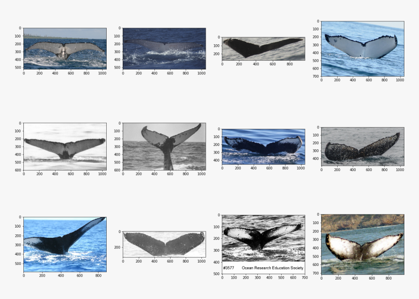 Transparent Humpback Whale Png - Grey Whale, Png Download