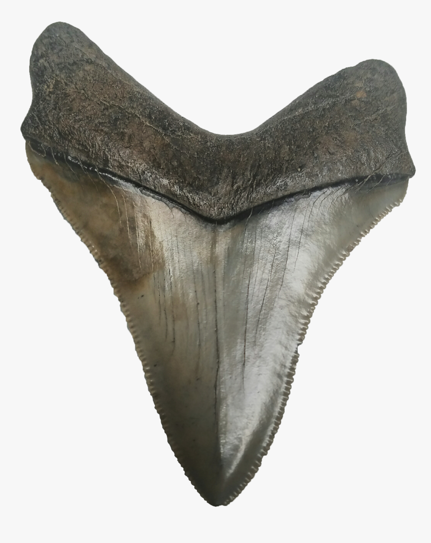Shark Teeth Png Photo - Megalodon Tooth Png, Transparent Png
