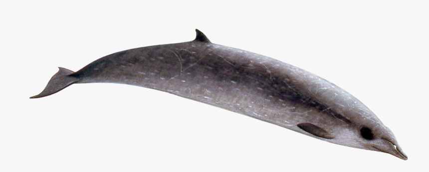 Sowerby's Beaked Whale Png, Transparent Png