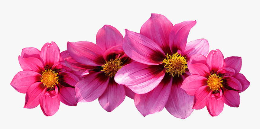 Dahlias, Flowers, Dahlia Garden, Late Summer, Dahlia - Flores Fundo Transparente Png, Png Download