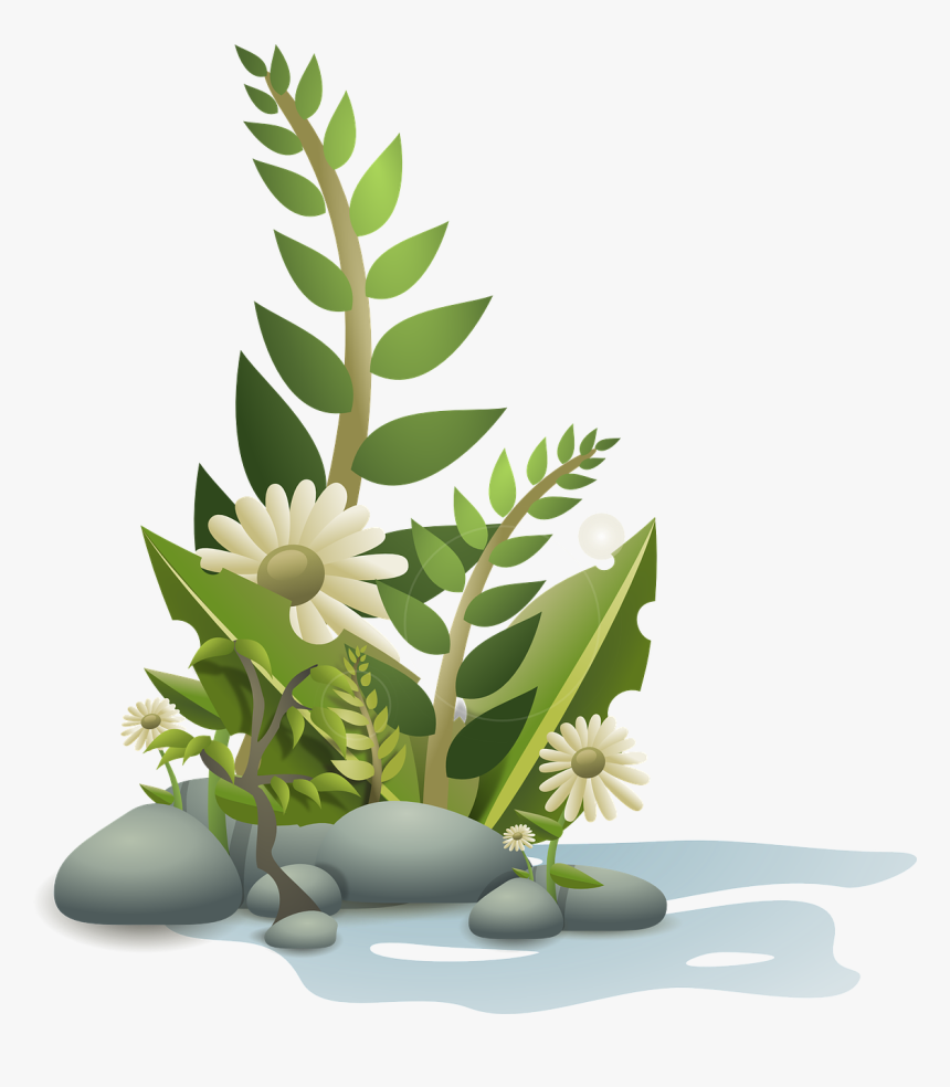 Flower, Plant, Tropical, Nature, Garden, Summer, Floral - Plants Clipart, HD Png Download