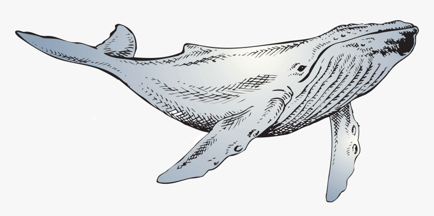 The Whale - Line Art, HD Png Download