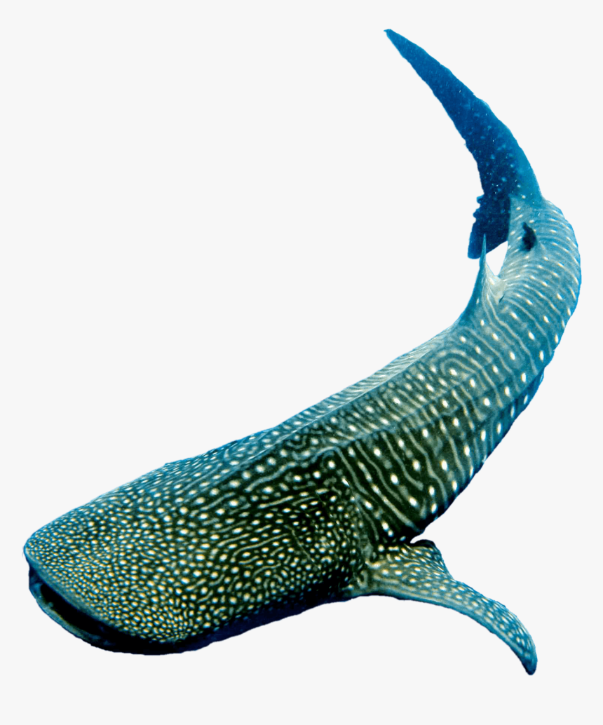 Whale Png, Transparent Png